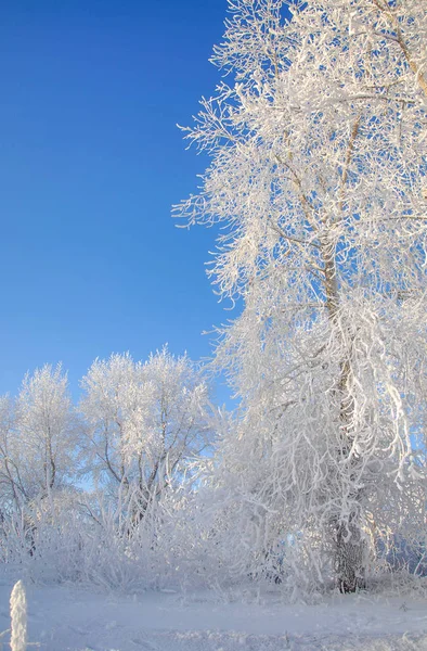 Zimowy Krajobraz Frost Szron Drzewach Mgły Parowania Wody Błękitne Niebo — Zdjęcie stockowe