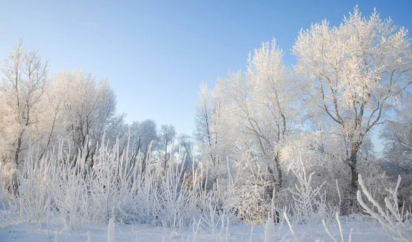 Kış manzarası. Frost Frost'un ağaçlar üzerinde. Su buharlaşma sis. Mavi gökyüzü. Güneşli bir gün. Opak hava su buharı, güneşin parlak ışık dolu ile doymuş