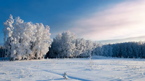 Zimowy krajobraz. Frost szron na drzewach. Odparowanie mgły — Zdjęcie stockowe