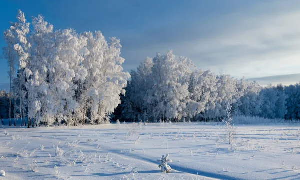 Winter landscape. Frost frost on the trees. Mist evaporation of — Stock Photo, Image