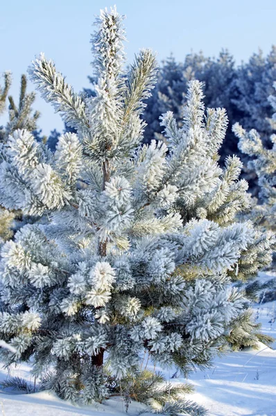 冬の風景 若い松の木 真っ白な雪 清潔なホワイトします 長い針と丸みを帯びた円錐形コニファー — ストック写真