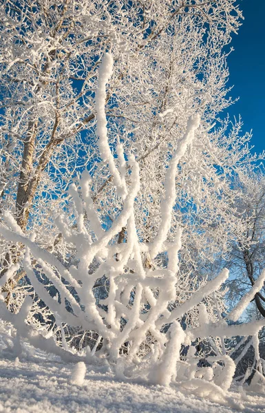 Vinterlandskap Träd Och Buskar Med Rimfrost Vattnet Floden Flyter Dimma — Stockfoto