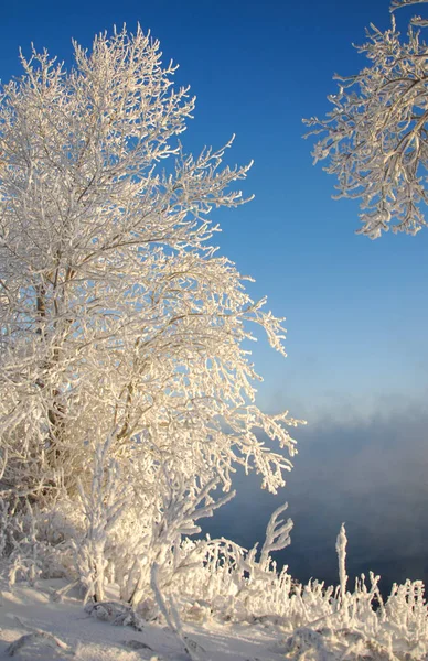 冬の風景 や茂み霧氷と 霧に浮かぶ川の水 寒い季節 形成された冷凍の水蒸気の灰白色の結晶沈殿物をクリアまだ植生の天気 — ストック写真