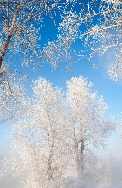 Χειμωνιάτικο Τοπίο Frost Παγετός Στα Δέντρα Ομίχλη Εξάτμιση Του Νερού — Φωτογραφία Αρχείου