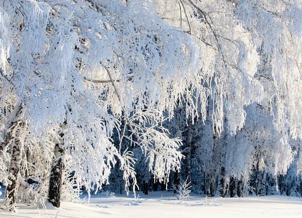 Winterlandschap Frost Frost Bomen Nevel Verdamping Van Water Blauwe Hemel — Stockfoto