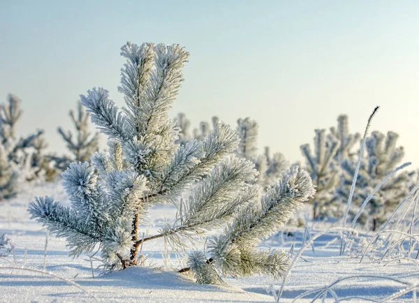Winterlandschap Jonge Pijnbomen Sneeuwwitte Sneeuw Onberispelijk Wit Conifer Met Lange — Stockfoto
