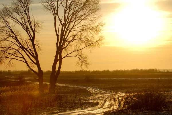 Paisaje invernal. El sol brilla en la cámara fotográfica. los árboles —  Fotos de Stock