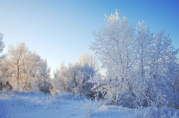 Zimowy Krajobraz Frost Szron Drzewach Mgły Parowania Wody Błękitne Niebo — Zdjęcie stockowe