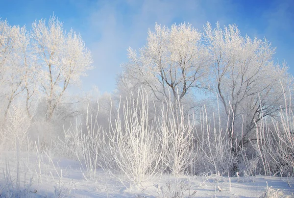 Χειμωνιάτικο Τοπίο Frost Παγετός Στα Δέντρα Ομίχλη Εξάτμιση Του Νερού — Φωτογραφία Αρχείου