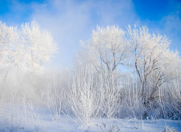 Kış Manzarası Frost Frost Ağaçlar Üzerinde Buharlaşma Sis Mavi Gökyüzü — Stok fotoğraf