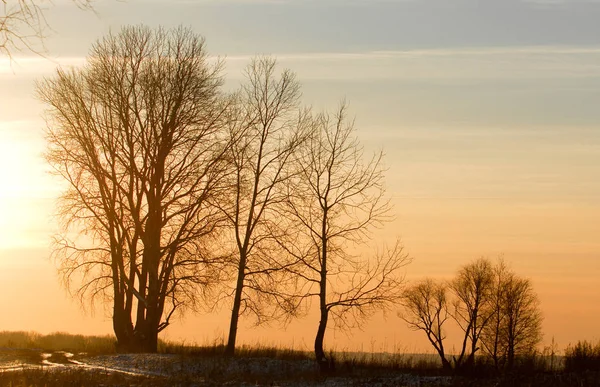 Paesaggio Invernale Sole Splende Nella Macchina Fotografica Gli Alberi Erba — Foto Stock