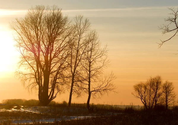 冬の風景 写真のカメラは晴れています 木や草を霜します 川重霧を水します — ストック写真