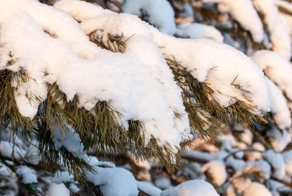 Paesaggio Invernale Gelo Gelo Sugli Alberi Freddo Estremo Gelo Acuto — Foto Stock