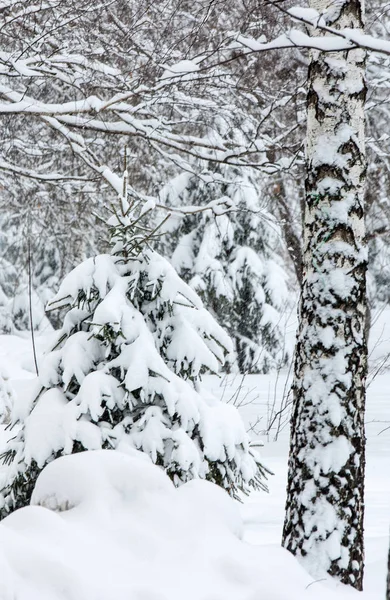 Zimowe Młodej Sosny Pejzaż Zimowy Słoneczny Dzień Drzewa Pokryte Szron — Zdjęcie stockowe
