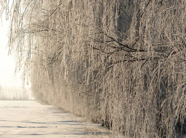 Zimowy Krajobraz Frost Szron Drzewach Mgły Parowania Wody Błękitne Niebo — Zdjęcie stockowe