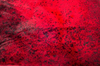 Doku, arka plan. Vizon kürk. Bazı hayvanları kısa, ince, yumuşak saçlı. Kırmızıyla boyalı