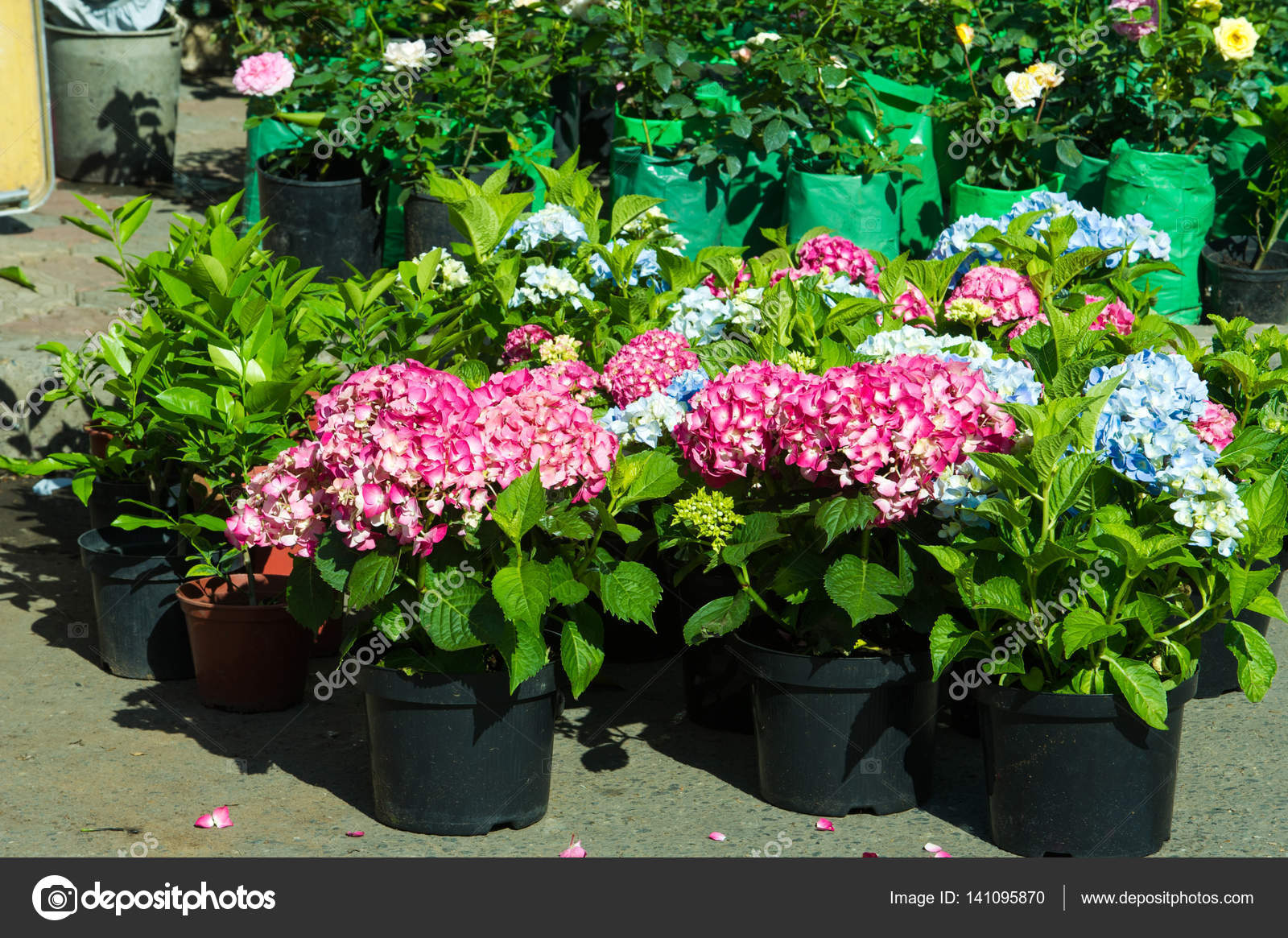 一种灌木或攀援植物有圆形或扁平的小花的花头其外部的花通常是不孕的绣球花原产于亚洲和美洲
