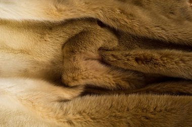 Doku, arka plan. vizon kürk. Vizon kürk. Altın rengi vizon kürk. bir küçük, semiaquatic, stoatlike etobur anavatanı Kuzey Amerika ve Eurasia. Amerikan vizon kürk için yaygın olarak çiftlik.