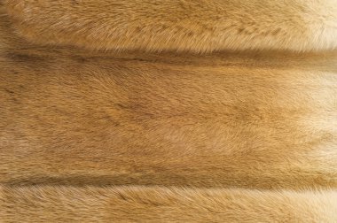 Doku, arka plan. vizon kürk. Vizon kürk. Altın rengi vizon kürk. bir küçük, semiaquatic, stoatlike etobur anavatanı Kuzey Amerika ve Eurasia. Amerikan vizon kürk için yaygın olarak çiftlik.