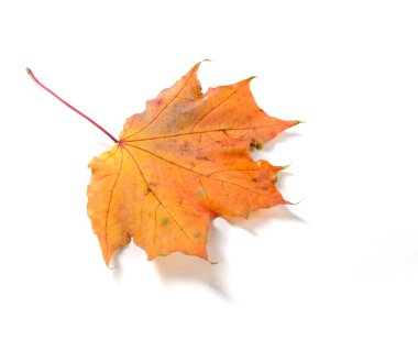 Sonbahar akçaağaç yaprakları