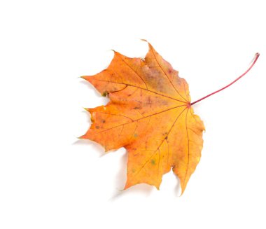 Sonbahar akçaağaç yaprakları