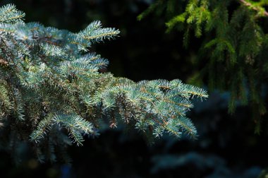 Mavi ladin. bir Kuzey Amerika Merkezi Rocky dağlarında yabani büyüyen keskin, sert mavi-yeşil iğne ile Ladin. Birçok ekili çeşitleri vahşi olanlar daha renkli daha mavi olma eğilimi.
