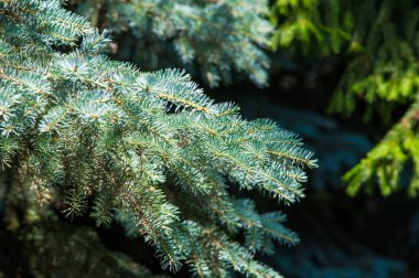 Mavi ladin. bir Kuzey Amerika Merkezi Rocky dağlarında yabani büyüyen keskin, sert mavi-yeşil iğne ile Ladin. Birçok ekili çeşitleri vahşi olanlar daha renkli daha mavi olma eğilimi.