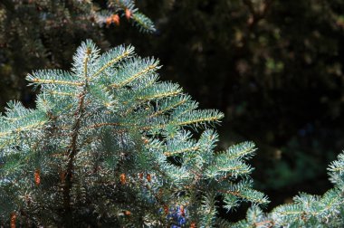 Mavi ladin. bir Kuzey Amerika Merkezi Rocky dağlarında yabani büyüyen keskin, sert mavi-yeşil iğne ile Ladin. Birçok ekili çeşitleri vahşi olanlar daha renkli daha mavi olma eğilimi.