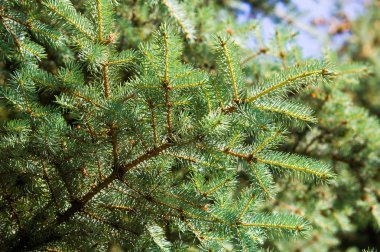 Mavi ladin. bir Kuzey Amerika Merkezi Rocky dağlarında yabani büyüyen keskin, sert mavi-yeşil iğne ile Ladin. Birçok ekili çeşitleri vahşi olanlar daha renkli daha mavi olma eğilimi.