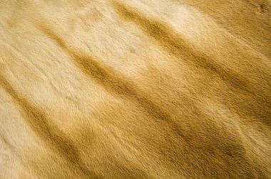 Doku, arka plan. Vizon kürk. o saç bazı hayvanların kısa, ince, yumuşak. Sansargiller ailesinin etçil memeli