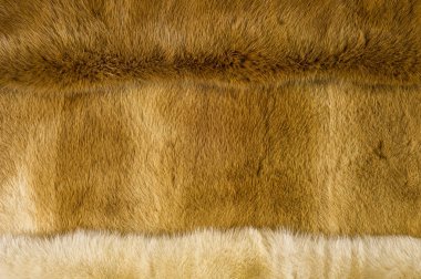 Doku, arka plan. Vizon kürk. o saç bazı hayvanların kısa, ince, yumuşak. Sansargiller ailesinin etçil memeli