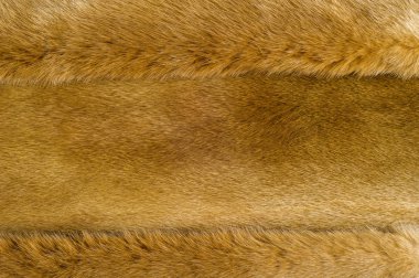 Doku, arka plan. Vizon kürk. o saç bazı hayvanların kısa, ince, yumuşak. Sansargiller ailesinin etçil memeli