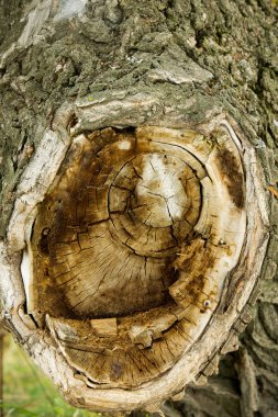 Doku, arka plan. Ağaç kabuğu. Kavak kabuğu.