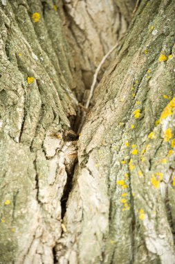 Doku, arka plan. Ağaç kabuğu. Kavak kabuğu.