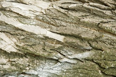 Doku, arka plan. Ağaç kabuğu. Kavak kabuğu.