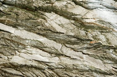 Doku, arka plan. Ağaç kabuğu. Kavak kabuğu.