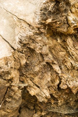 Doku, arka plan. Ağaç kabuğu. Kavak kabuğu.