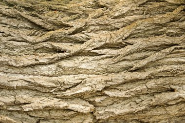 Doku, arka plan. Ağaç kabuğu. Kavak kabuğu.