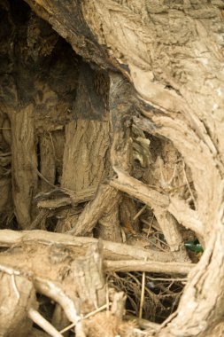 Doku, arka plan. Ağaç kökleri