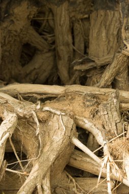 Doku, arka plan. Ağaç kökleri