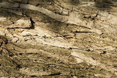 Doku, arka plan. Ağaç kabuğu. Kavak kabuğu.