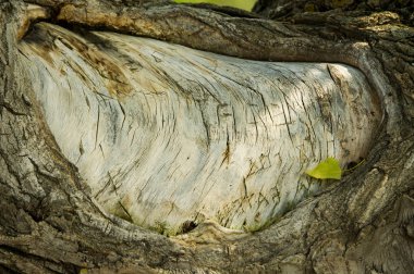 Doku, arka plan. Ağaç kabuğu. Kavak kabuğu.