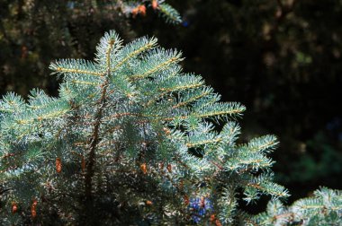 Mavi ladin. bir Kuzey Amerika Merkezi Rocky dağlarında yabani büyüyen keskin, sert mavi-yeşil iğne ile Ladin. Birçok ekili çeşitleri vahşi olanlar daha renkli daha mavi olma eğilimi.