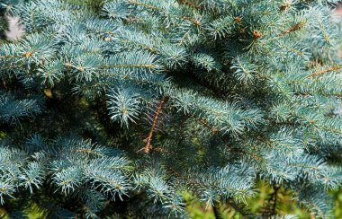 Mavi ladin. bir Kuzey Amerika Merkezi Rocky dağlarında yabani büyüyen keskin, sert mavi-yeşil iğne ile Ladin. Birçok ekili çeşitleri vahşi olanlar daha renkli daha mavi olma eğilimi.