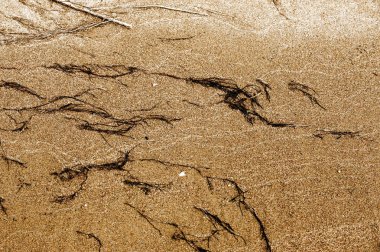 Doku, arka plan. kum plaj. gevşek taneli madde, soluk sarımsı kahverengi, silisli ve diğer kayalar erozyon kaynaklanan ve plajları büyük bir kurucu şekillendirme,