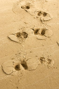 Doku, arka plan. kum plaj. gevşek taneli madde, soluk sarımsı kahverengi, silisli ve diğer kayalar erozyon kaynaklanan ve plajları büyük bir kurucu şekillendirme,