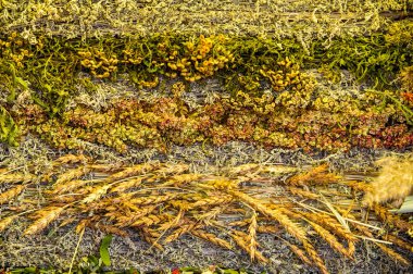 Kuru ot mat toplanan arka plan doku. Mükemmel aromalı tasarım çözümü. genellikle kısa uzun dar yaprakları, vahşi veya çimenler ve mera üzerinde ekili büyüyen bitkilerle oluşan bitki örtüsü,