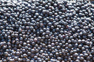 Çalı b yenilebilir meyve ile türdür: Vaccinium myrtillus