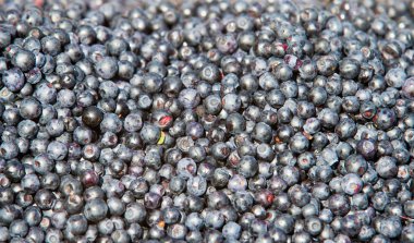 Çalı yenilebilir meyve mavi renk, genellikle denilen 