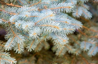 Doku, arka plan. Mavi Ladin. Çam ağacı dalları. 